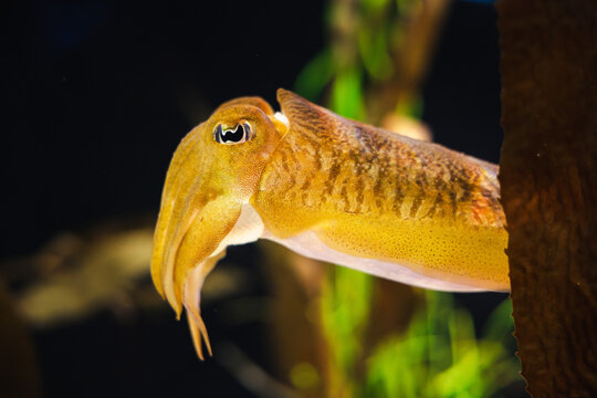 Golden cuttlefish swimming near underwater plants with vivid texture and bright coloration