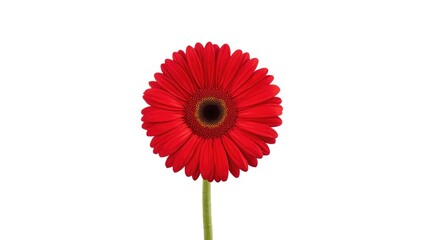 Close-up of African daisy flower highlighting petal texture for floral arrangement planning, spring awareness