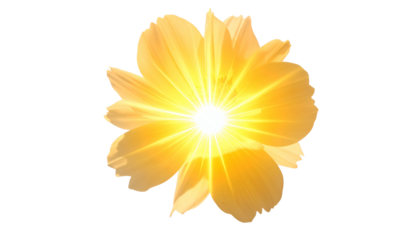 A vibrant yellow flower, petals radiating light against a black backdrop, a sunny glow