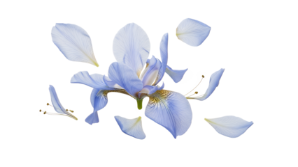 A delicate iris flower in full bloom with petals gently falling around it against a pristine white background