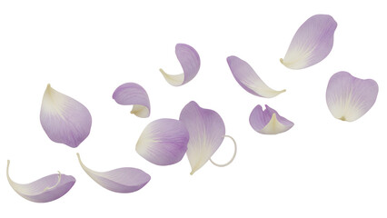 A serene garden scene with scattered flower petals, showcasing nature's beauty from a close-up viewpoint