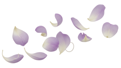 A serene garden scene with scattered flower petals, showcasing nature's beauty from a close-up viewpoint