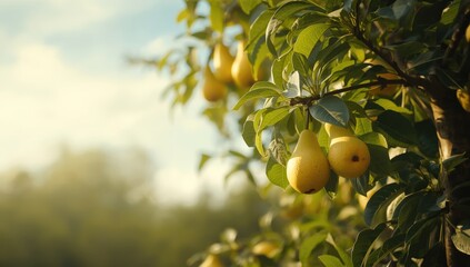 Summer garden with ripening pears on tree branches, highlighting seasonal harvest
