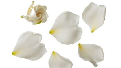 White flower petals floating in the air against a plain white background