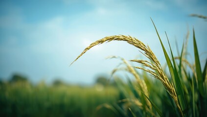 Close-up of rice ears on a blue background, emphasizing natural textures for UI backdrop