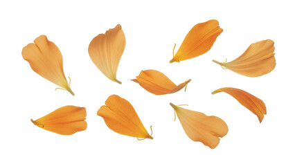 A collection of orange peony petals arranged on a white background viewed from directly above