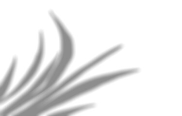 A shadow of sharp-leaf ornamental plant cast on building wall, PNG with transparent background for design elements.