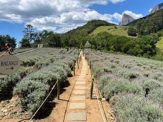 Scenic stone pathway through a vast lavender field under a bright blue sky with green hills and a distinctive rock formation in the background