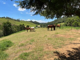 Horses grazing on a sunny green pasture with rolling hills and trees under a blue sky in the countryside