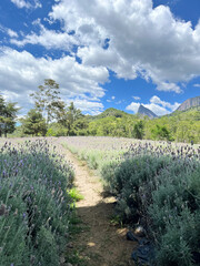 Scenic dirt path winding through a vibrant lavender field under a bright blue sky with fluffy white clouds