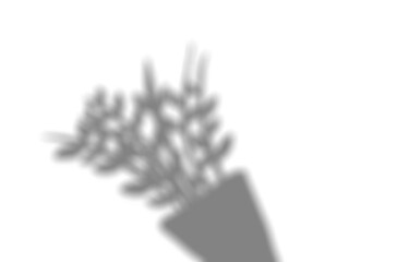 A potted ornamental plant shadow on wall, PNG with transparent background for clean design elements.