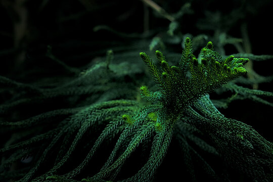 Deep Green Conifer Needles in Dark Low Key