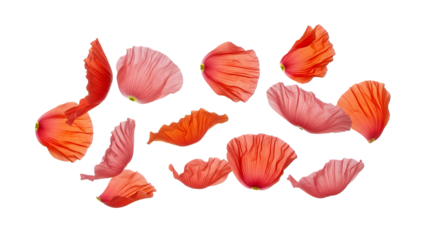 A collection of flower petals scattered around, showcasing delicate beauty, from a close-up viewpoint.