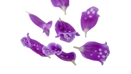 Purple foxglove flowers arranged in a scattered pattern against a white background