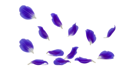 Floating flower petals gently drift through the air, dancing in a serene and isolated environment