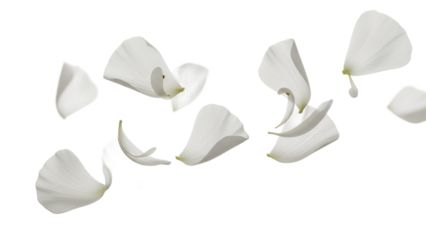 Soft white flower petals falling gently through the air, captured from a high viewpoint.