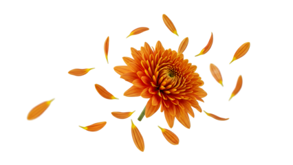 A vibrant orange chrysanthemum flower with disintegrating petals on a white background viewed from directly above