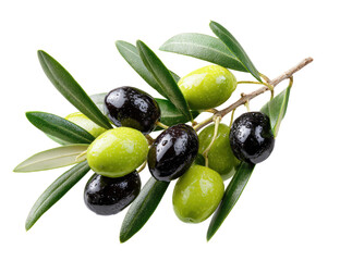Obraz premium Close-up of olive branch with black and green olives