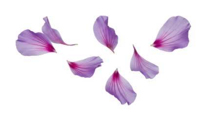 A delicate arrangement of purple flower petals on a white background viewed from directly above