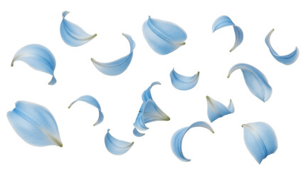Obraz premium A serene scene of scattered blue flower petals against a clean white background, viewed from directly above.