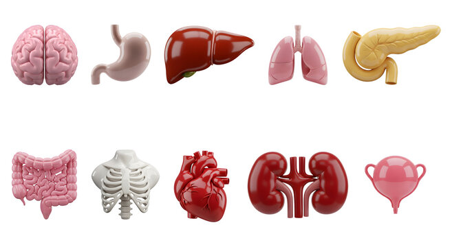 A collection of human organ models including brain, stomach, liver, lungs, thyroid, intestines, skeleton, heart, kidneys, and bladder on transparent background