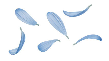 A collection of delicate blue flower petals floating gently in isolation, captured from a straightforward viewpoint.