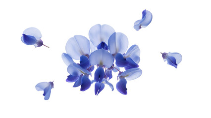 A bouquet of blue wisteria flowers floating gently against a white background from a bird's eye view