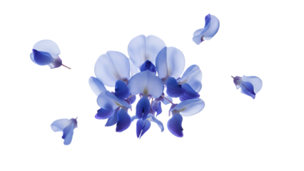 A bouquet of blue wisteria flowers floating gently against a white background from a bird's eye view