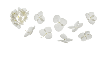 A serene display of white flowers and petals floating gently in isolation on a pristine white background from a straightforward viewpoint