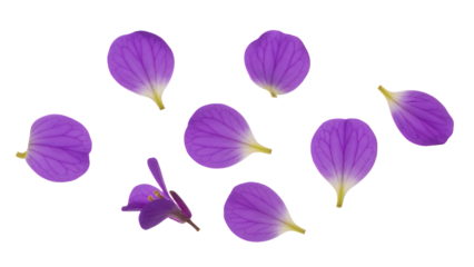 A collection of delicate purple flower petals arranged against a clean white background from a top-down viewpoint