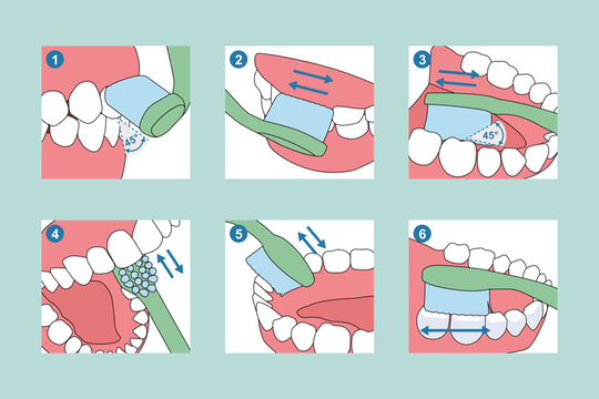 Professional Bass Method Tooth Brushing Steps Vector Illustration
