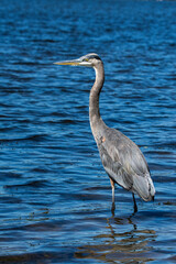 A great blue heron, Ardea herodias, stands in the Grand River, Harbor Island, Grand Haven, Michigan