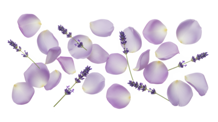 A serene arrangement of lavender flowers and rose petals on a pristine white background viewed from directly above