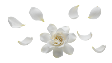 A serene white flower with petals floating around it against a plain white background viewed from directly above