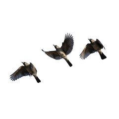 Three birds flying in formation isolated on transparent background for nature and wildlife themes