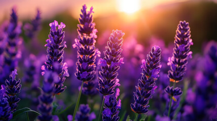 Obraz premium Dreamy sunset gradient background, from warm coral to light lavender