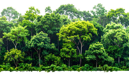 Dense, vibrant green canopy of forest trees under a partly cloudy sky