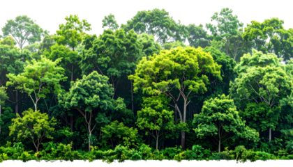 Dense, vibrant green canopy of forest trees under a partly cloudy sky