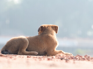 Several brown stray puppies were in the park.