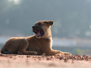 Several brown stray puppies were in the park.