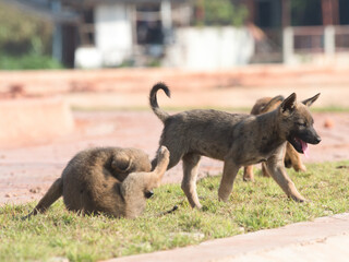 Several brown stray puppies were in the park.