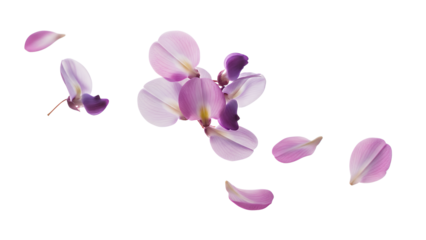 Delicate flower petals falling gently through the air, captured in a serene and isolated environment from a straightforward viewpoint.