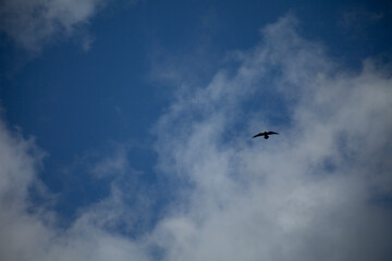 Fototapeta premium Desert Sunset Over Vast Landscape and Mountains