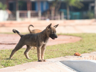Several brown stray puppies were in the park.
