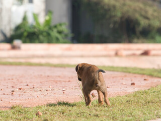Several brown stray puppies were in the park.
