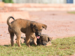 Several brown stray puppies were in the park.