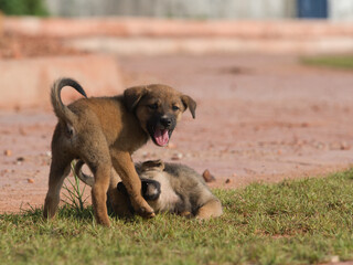 Several brown stray puppies were in the park.