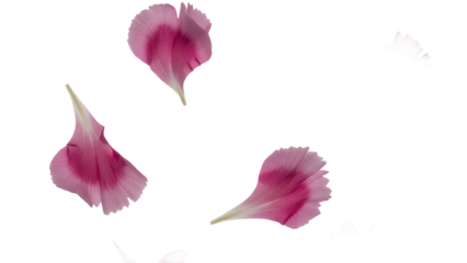 Delicate flower petals floating gently in the air