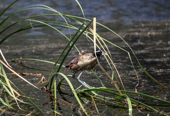 Obraz premium A crested jacana in its natural habitat in the swamps near Hua Hin, Thailand.
