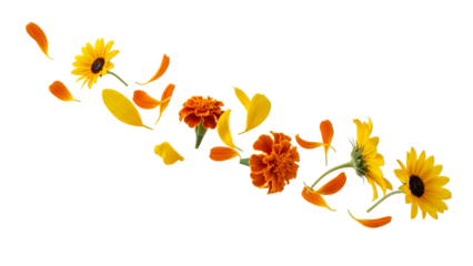A vibrant floral arrangement of marigold and sunflower petals floating in mid-air against a white background